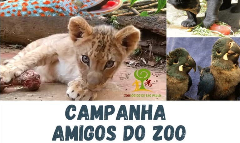 Campanha | Compre ingressos antecipados para o Zoo de SP e ajude nesse período de quarentena